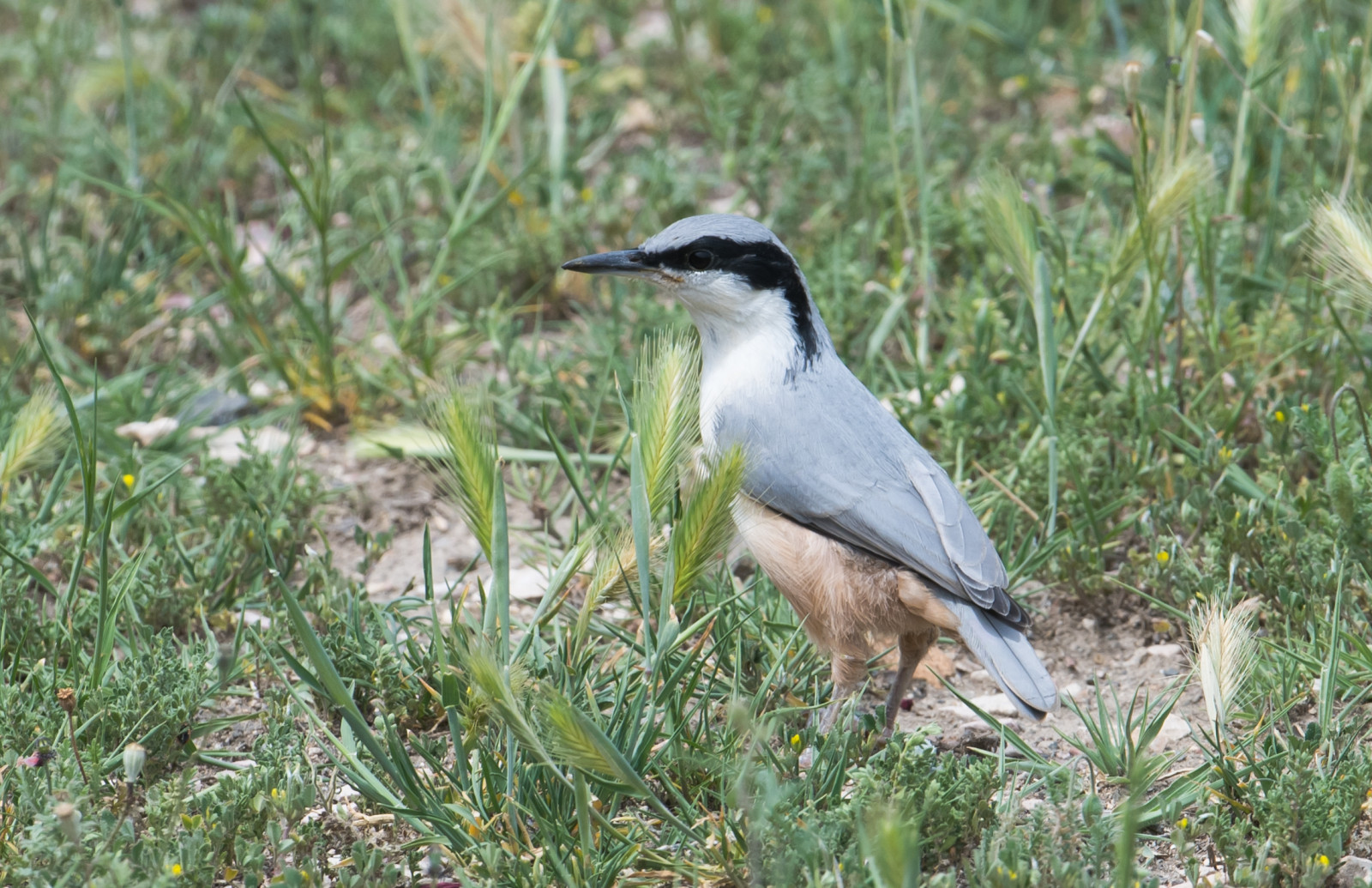 image Eastern Rock Nuthatch